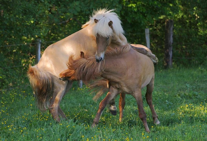Valur von Heidmoor und Farsaell von Heidmoor b.jpg